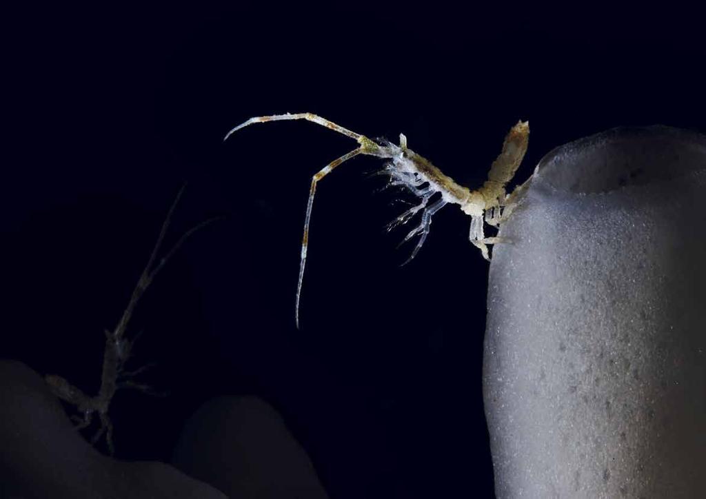 John Weller, 2008. An isopod (Antarcturus) on a glass sponge (Hexactinellida) in the Ross Sea. Isopods like Antarcturus often stand on top of small sponges to feed on passing zooplankton.