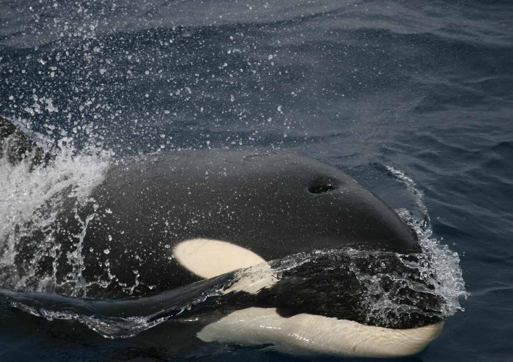 Nicolas Gasco, 2007. Killer whale (Orcinus orca), Crozet Islands.