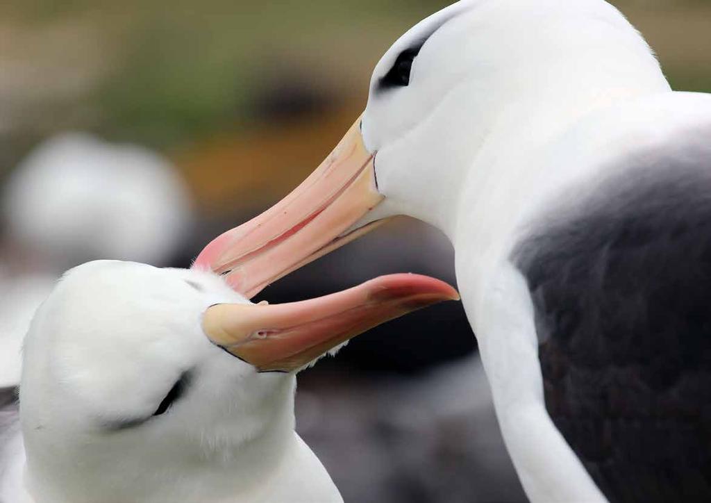 Volker Siegel, 2014. Pair of breeding black-browed albatross (Thalassarche melanophris), South Georgia. One of the birds has just returned from a foraging trip and is welcomed by its breeding partner.