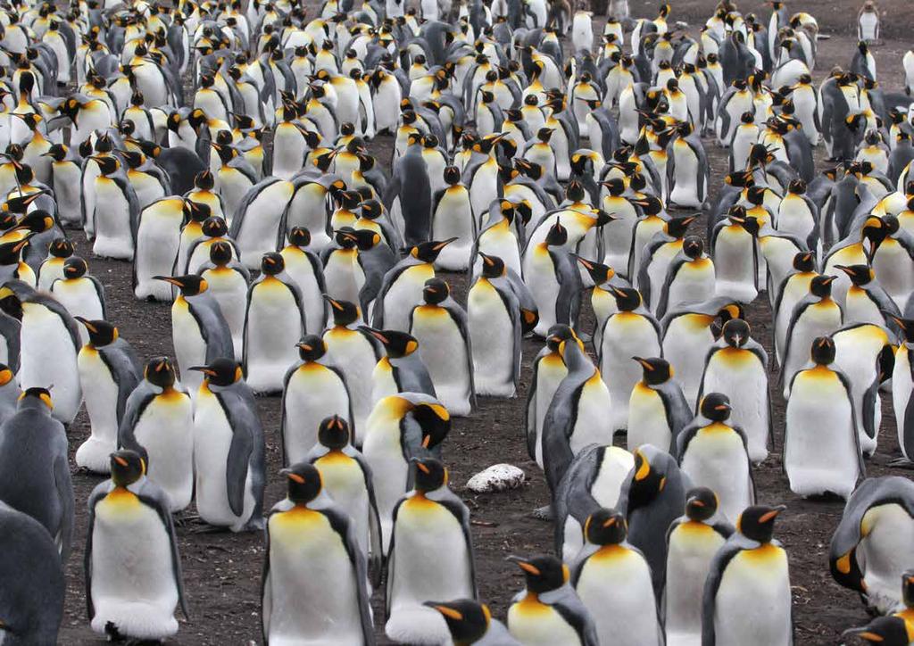 Volker Siegel, 2014. Colony of king penguins (Aptenodytes patagonicus), South Georgia.