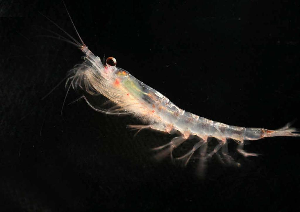 Volker Siegel, 2013. Juvenile Antarctic krill (Euphausia superba) collected in Bransfield Strait, Antarctic Peninsula.
