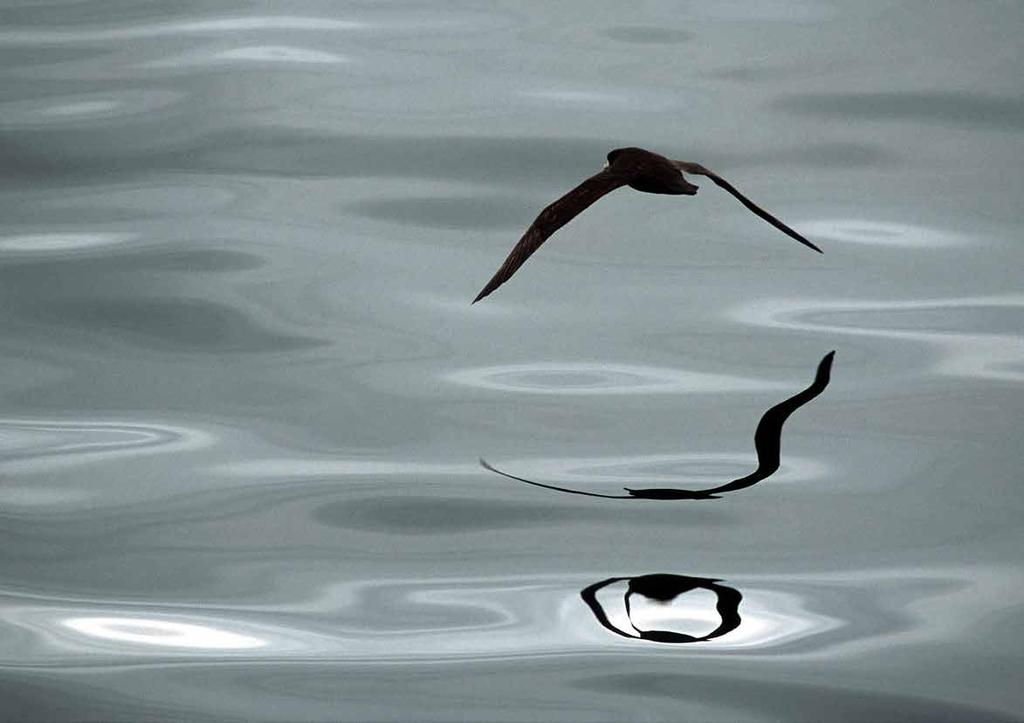 Nicolas Gasco, 2005. White-chinned petrel (Procellaria aequinoctialis) with its reflection, Kerguelen Islands.