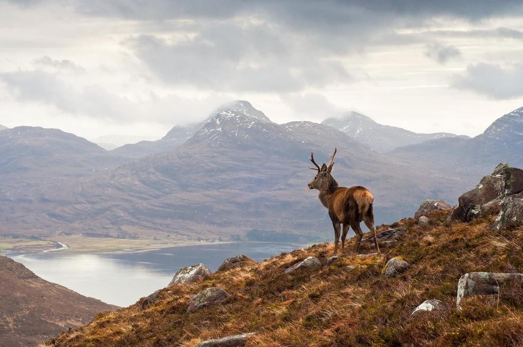 The Scottish Highlands If you prefer keeping yourself dry, you can get behind the wheel for a 4x4 Land Rover safari Try out one of the insider access opportunities perhaps you ll enjoy red deer photo