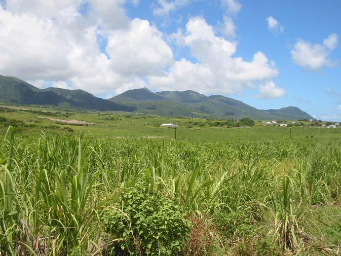 St. Kitts & Nevis Bio-Energy Feasibility and Development Program SKN sugar industry closed in 2005 OAS/GSEII team assessed
