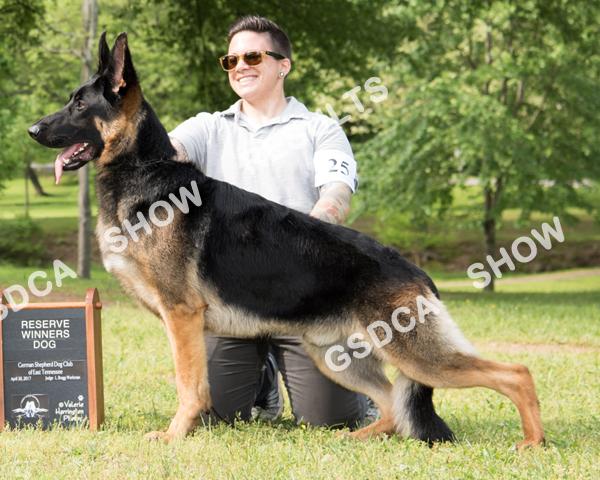 DOGS PUPPY DOGS 9 -- 12 Months 7 SAT AM: Abs SAT PM: Abs SUN: Abs STURDEVANT S TIME BANDIT DN46493603 06/25/16; Breeder: Lorrie and Patrick Patricelli; By: AOE 2X Sel EX GCH Campaigner s Lindel Time