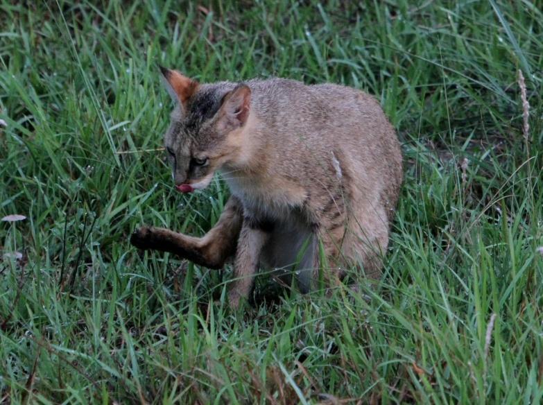 Jungle Cat Felis chaus -