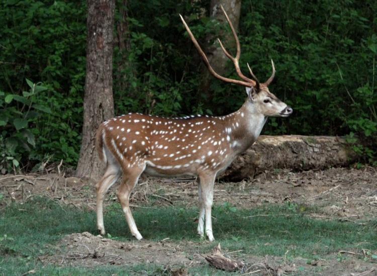 Chital/Spotted Deer