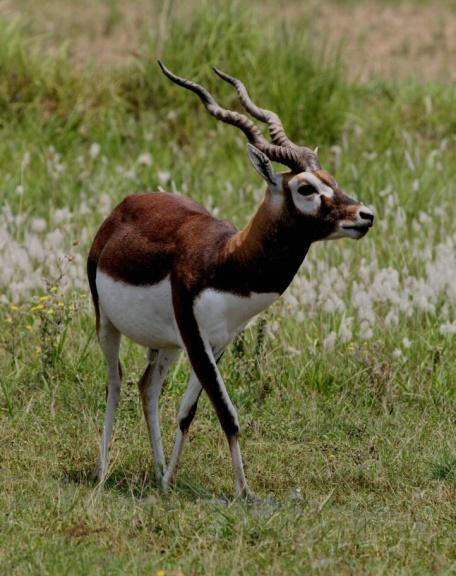 Blackbuck Antilope cervicapra -