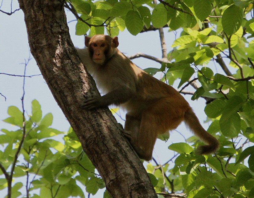 Rhesus Macaque Macaca