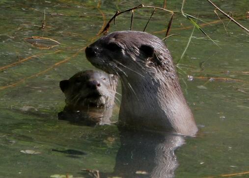 Smooth- coated Otter