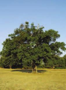 Slika 1.-4. Hrast lužnjak u Posuškom polju Figure 1-4 Pedunculate oak in the Posušje field 43 te drugih drvenastih vrsta svojstvenih za to područje.