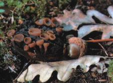 Štetne gljive na plodu pitomog kestena - Colonizing fungi of chestnut fruits Ciboria batschiana (Zopf) N. F. Buchw. Mumifikacija ploda kestena Helotiales - Sclerotiniaceae Fotografija 1.
