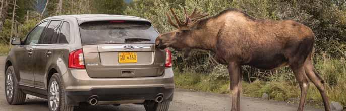 14 Bear & Moose Safety MOOSE SAFETY sive, hulking creatures wander neighborhoods and nonchalantly cross highways, forcing motorists to wait.