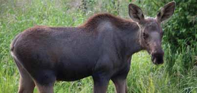 curious. A stressed moose has its ears back, the hair on its neck raised and it may even lick it lips. This moose may charge you.