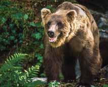 Bear spray is available at most sporting stores. Avoid bears while traveling in bear country. Make noise by talking, singing, or clapping, especially when visibility is limited.