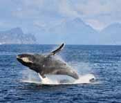 Original Kenai Fjords wildlife & glacier cruise,