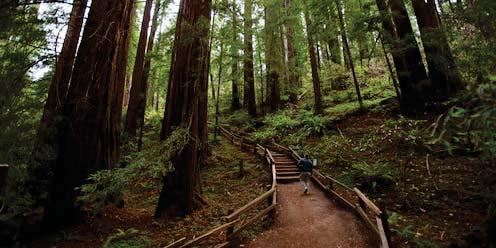 DAY 2: Napa Valley and Muir Woods National Monument Meal Included: Lunch Accommodations Omni San Francisco Hotel Breakfast on Your Own Enjoy breakfast on your own before you set out across the San