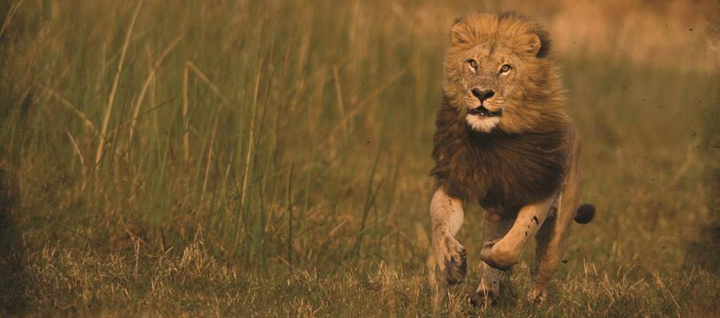 Through the Great Plains Conservation and their storytelling through film, the Jouberts have helped raise awareness of the plight of Africa's lions.
