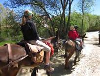 Possible extension to visit Segovia or Madrid. A week walking as a family, with a donkey, along ancient drove roads... The children ride on the donkey as you walk.
