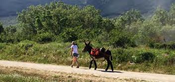 The trail takes along the foot-hills of the Guadarrama Mountain Range, now a National Park. You and your donkey will get to know each other better today and find your pace.