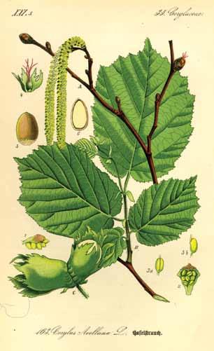 Za alergologe je pomembno, da sta leska in breza pripadnici iste družine Betulaceae. Lesko po pravici uvrščamo med»zdravilne rastline«.