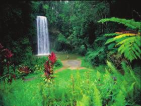 most spectacular waterfalls such as the Millaa Millaa Falls. En route we journey through rich dairy regions and visit a world-renowned tea growing plantation.