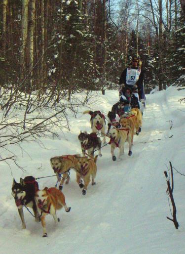 Until the 1909 All Alaska Sweepstakes Race, dogs of all breeds, shapes, and sizes were entered in the race.