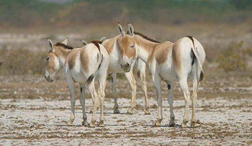 The safari across the Little Rann visits the `bets, islands on the ancient seabed that are now higher grounds covered with grass and scrub.