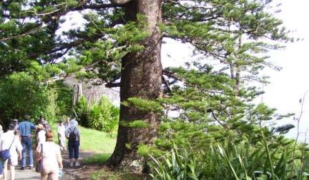 Breakfast Bush Walk (Pinetree Tours) Wed & Sat 8am $45pp Take your choice of a stroll through One Hundred Acres Reserve or for the more energetic, a leisurely 3.