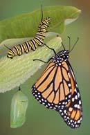 The bright colors of the Monarch serve as a warning to predators.