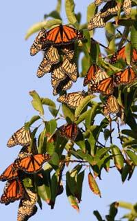 Butterflies go through four stages: egg, caterpillar, pupa or chrysalis and then butterfly. Monarchs also have four generations, each of which goes through the four stages.