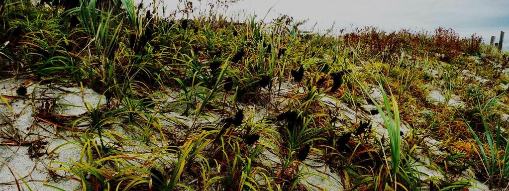 Coastal Sand Ecosystems: a disappearing ecological community of the