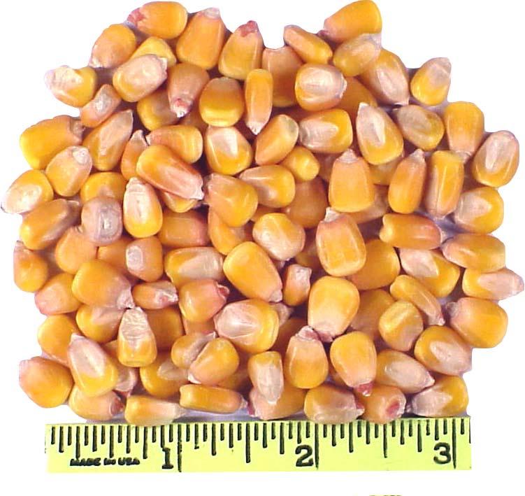 Name this Feed stuff.! A. A Ear Corn! B.