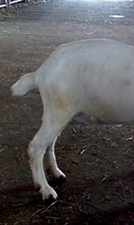 What is wrong with this goats rear legs?! A.
