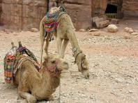 5 Explore Petra Today we walk into the fabled and well-concealed city of Petra where a full day allows us to explore the Treasury, Monastery and the many other amphitheatres for which this amazing