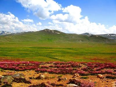 Deosai is now a National Park and a protected area for the Himalayan brown bear.
