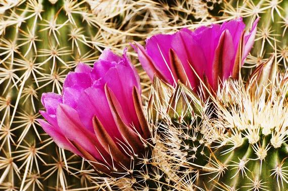 issue 126 - page 3 telephoto. Small details are most interesting in the warm afternoon when temperatures began to open more cactus blossoms.