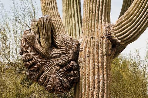 The Garden s free map will help you find all the trails that loop through a variety of desert environments. The Desert Botanical Garden is home to a rare crested saguaro.