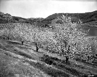 severe Minnesota winters. He planted thousands of apple trees and hundreds of varieties, a full half of which he said were complete and total failures.