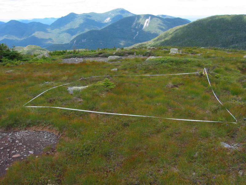 Open Alpine Community Alpine meadow on Mount Skylight System Subsystem Terrestrial Open Uplands Did you know?
