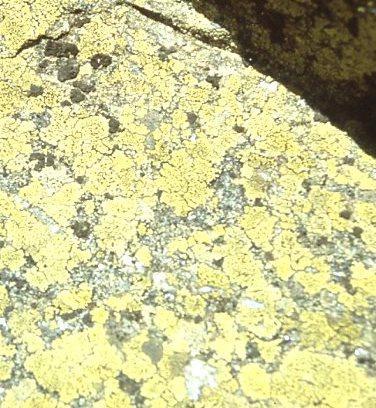 Map Lichen Lichens slowly erode the rock creating