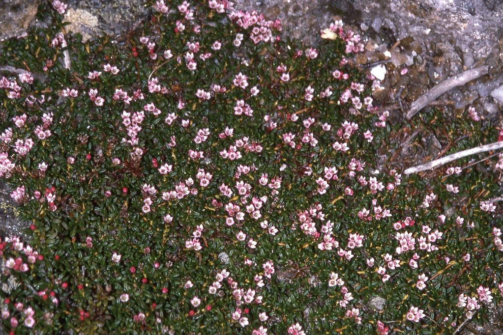 Alpine azalea grows in a matted form, low to the ground,