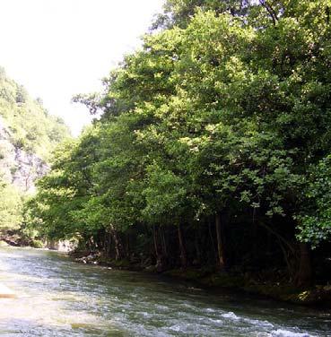 2. Forests: River bank forests dominated by Alnus glutinosa.