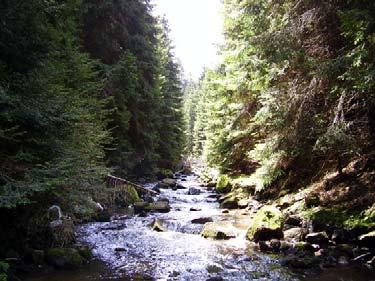 6. Forests: Picea abies forests, with subdominants often as Pinus nigra and Pinus sylvestris.