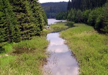 Habitat code 9410. 7. Forests: Flooded forests dominated by Picea abies and Pinus sylvestris.