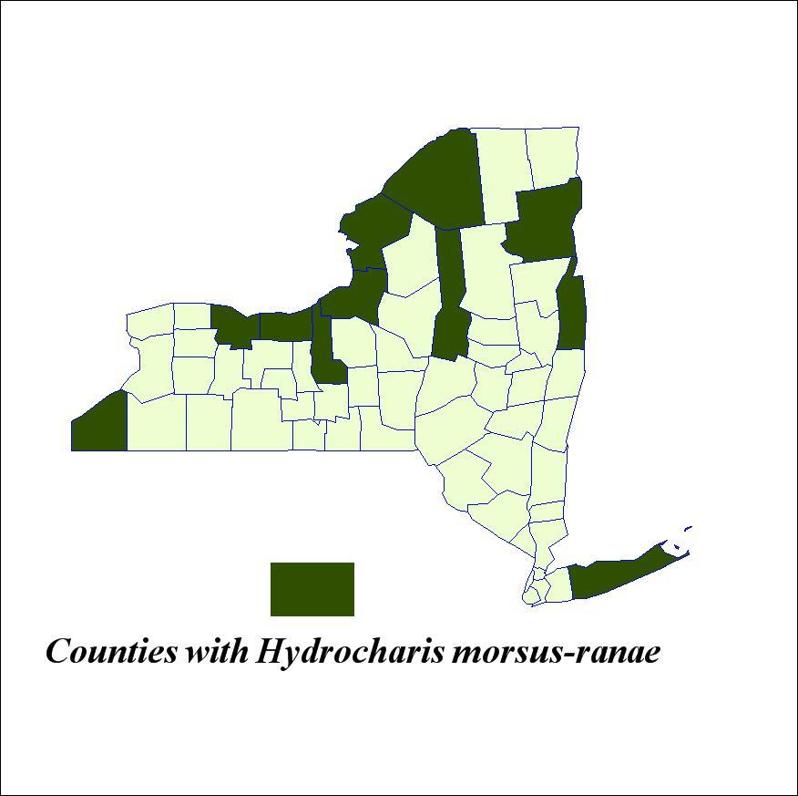 Figure 6. New York State counties with European Frogbit (Hydrocharis morsus-ranae) Table 8. Locations in New York State with Parrotfeather (Myriophyllum aquaticum).