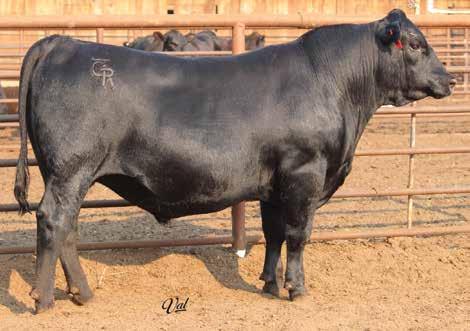16 Gonsalves Granite 732C BD: 3-10-17 Bull #19180041 Tattoo: 732C Scrotal: 39 Connealy