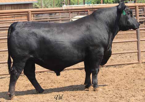 LOTS 37-45 37 R P F Confidence E151 BD: 2-18-17 Bull #19035389 Tattoo: E151 Scrotal: 37 Roger & Andy Flood Russell, Christine, Austin, Aiden & Aaron 636 Flag Creek Road, Oroville, CA 95965 Phone
