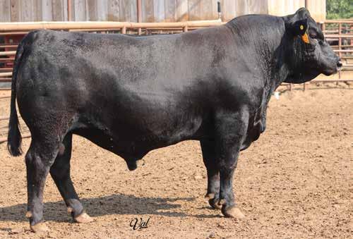 116 GRS Frontier E715 BD: 2-16-17 Bull #3426949 Tattoo: E715 1/2 SM 1/2 AN Scrotal: 41 MCC Daylite 0005 CCR Frontier 0053Z CCR Ms.