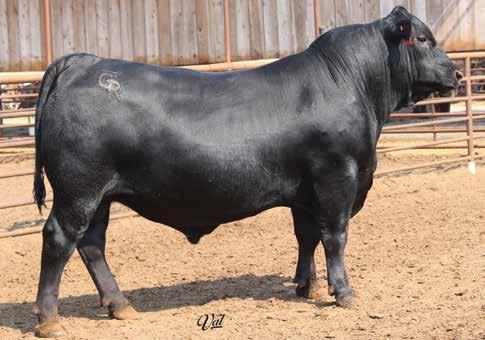40 RB Tour Of Duty 177, Sire of Lot 7-9 10 Gonsalves Hoover Dam 704B BD: 2-8-17 Bull #19182863 Tattoo: 704B Scrotal: 37 S A F Connection SydGen C C & 7 SydGen Forever Lady 4087 Hoover
